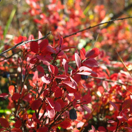 Vaccinium uliginosum, Bog Blueberry