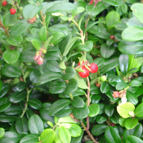 Vaccinium vitus idaea, Lingonberry