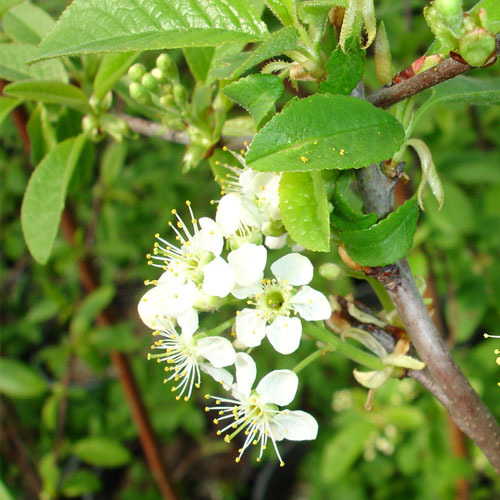 Prunus emarginata, Bitter Cherry
