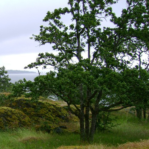 Quercus garryana, Garry Oak