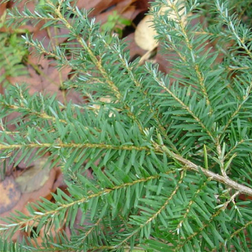 Tsuga heterophylla, Western Hemlock