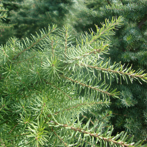 Tsuga mertensiana, Mountain Hemlock