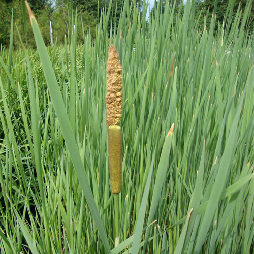 Typha latifolia, Cattail