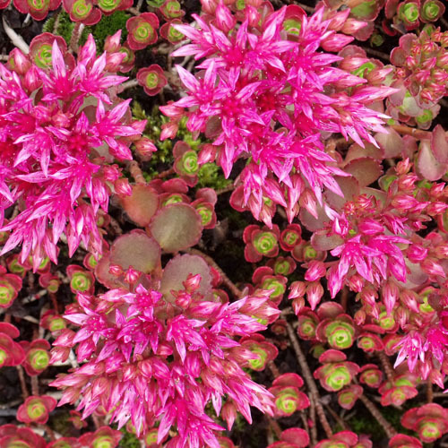 Sedum Spurium Dragons Blood Two Row Stonecrop Sedum Spurium Dragons Blood Two Row Stonecrop