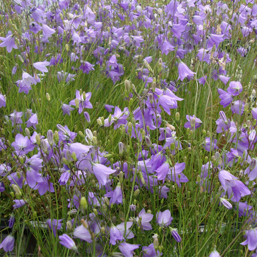 Campanula rotundifolia, Harebell