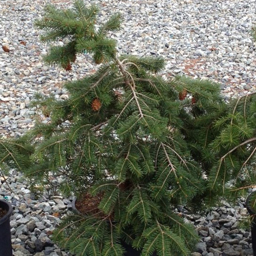 Pseudotsuga menziesii (Interior),  Interior Douglas Fir