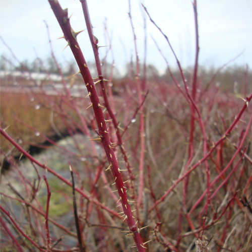 Rosa woodsii, Prairie Rose