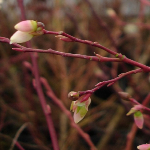 Vaccinium membranaceum, Black Huckleberry