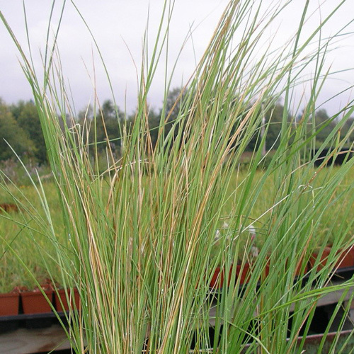 Calamagrostis stricta, Slimstem Reedgrass
