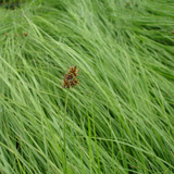 Grasses &amp; Associates
