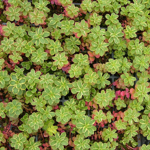 Sedum kamschaticum &#39;Variegatum&#39;, Variegated Stonecrop
