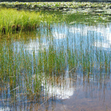 Wetland