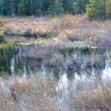 Bog