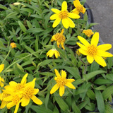 Zone 1