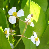 Zone 4