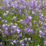Zone 2