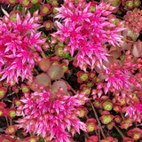 Red-Green