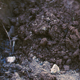 Loam