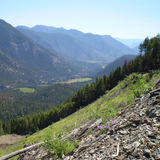 Alpine/Sub-Alpine