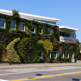 Living Wall