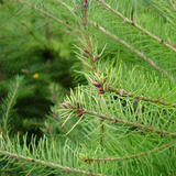 Christmas Trees