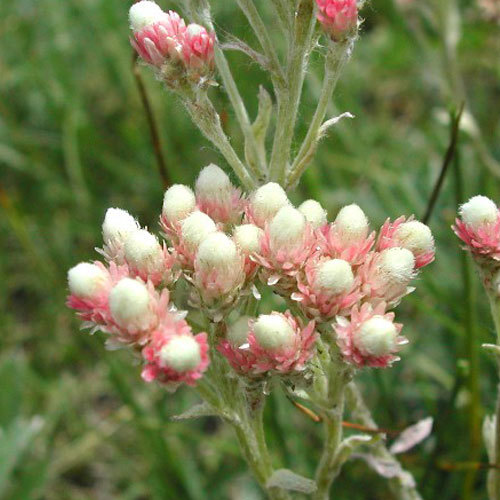 Antennaria microphylla, Rosy Pussytoes