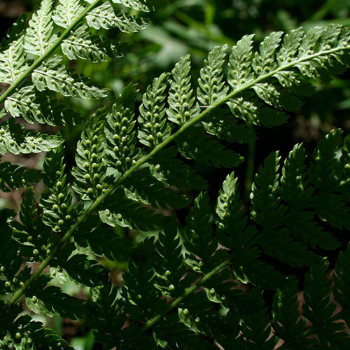 Dryopteris expansa, Spiny-Wood Fern