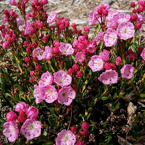 Kalmia microphylla, Bog Laurel