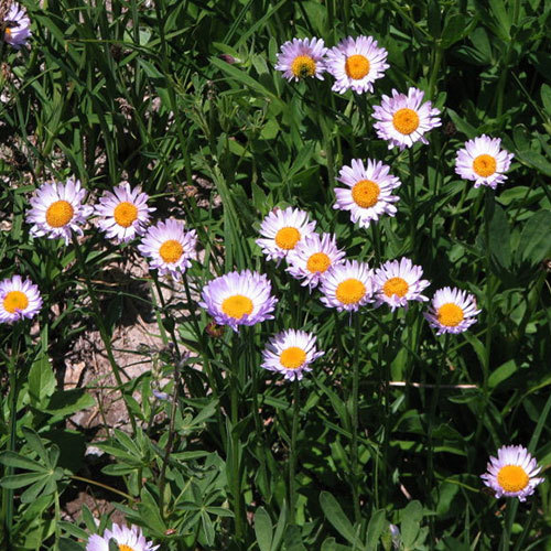 Erigeron peregrinus, Subalpine Daisy
