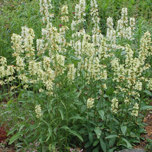 Penstemon confertus, Yellow Penstemon