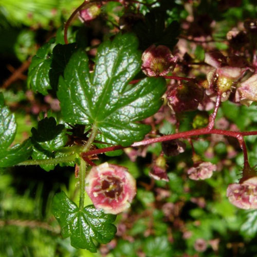 Ribes lacustre, Black Gooseberry