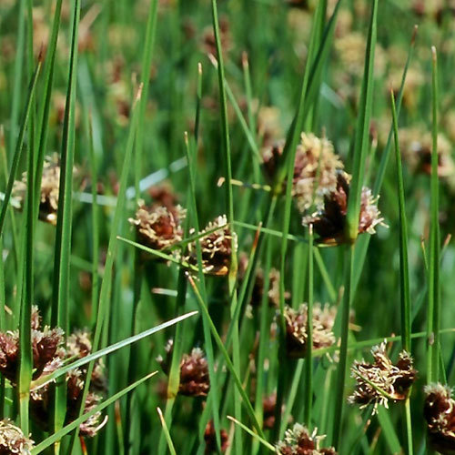 Scirpus maritimus, Sea Coast Bullrush