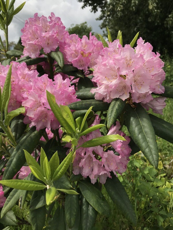 Rhododendron macrophyllum, Pacific Rhododendron
