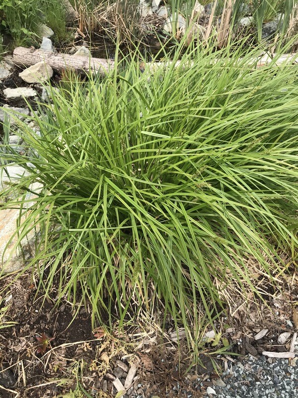 Carex stipata, Sawbeak Sedge