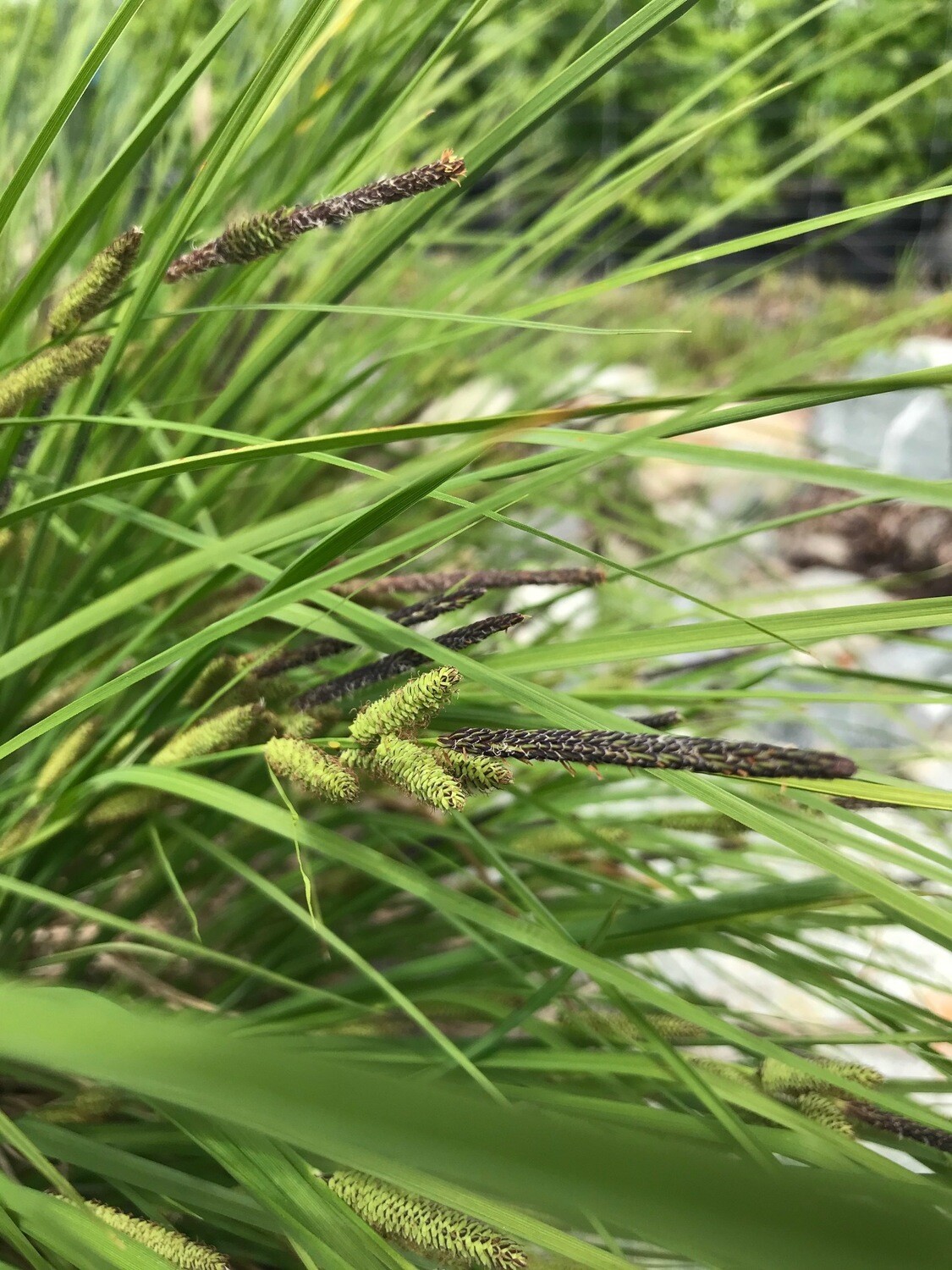 Carex lenticularis, Lakeshore Sedge