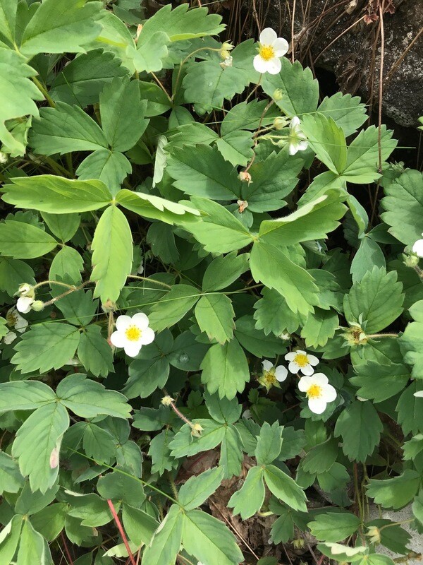 Fragaria virginiana, Wild Strawberry