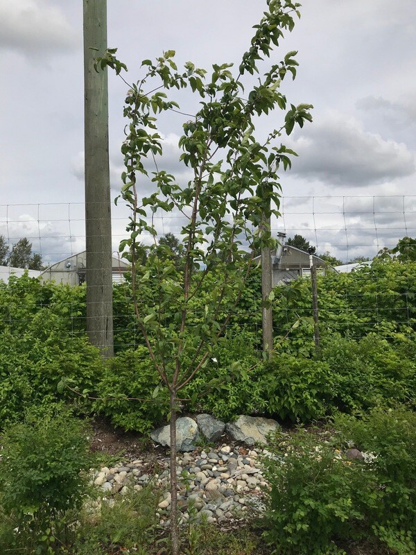 Malus diversifolia, Pacific Crabapple