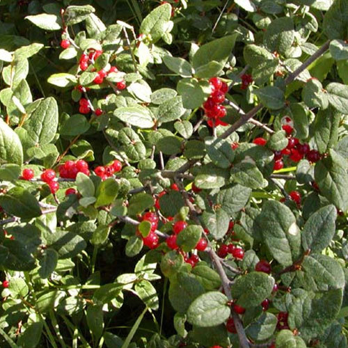 Shepherdia canadensis, Buffalo-Berry/Soapberry