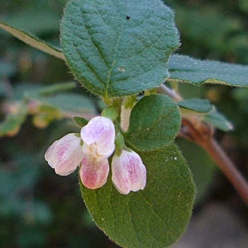 Symphoricarpus mollis, Trailing Snowberry