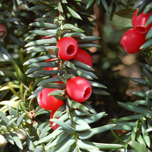 Taxus brevifolia, Western yew