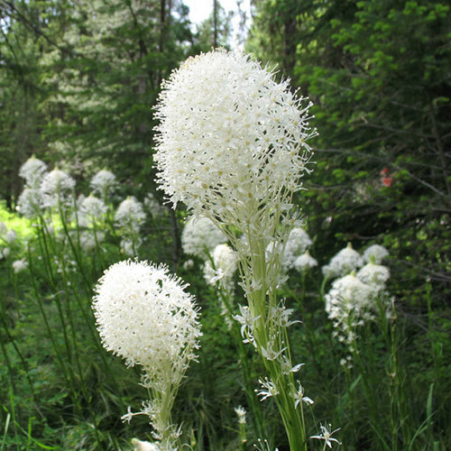 Xerophyllum tenax***, Beargrass