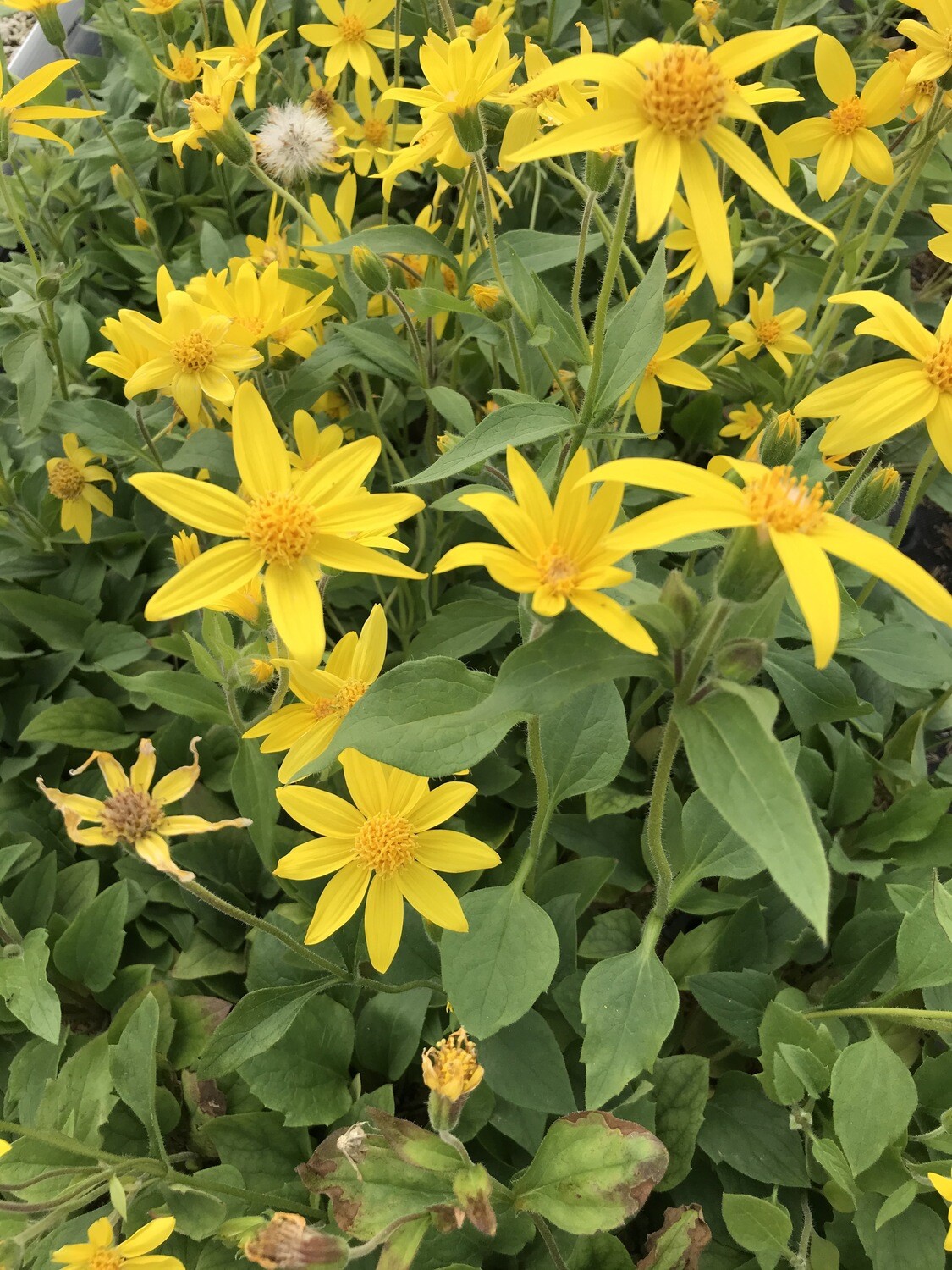 Arnica cordifolia, Heart-Leaved Arnica