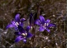 Brodiaea coronaria, Harvest Brodiaea