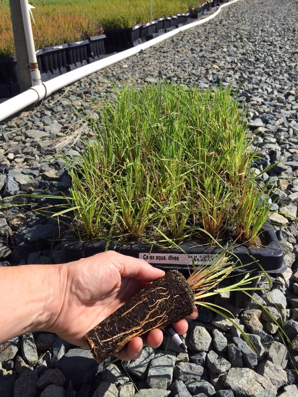 Carex aquatilis (C. sitchensis), Sitka Sedge