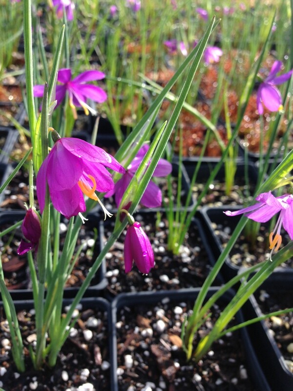 Olsynium douglasii, Grass-widow