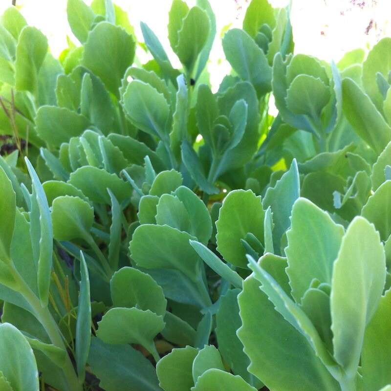 Sedum spectabile &#39;Brilliant&#39;, Brilliant Stonecrop