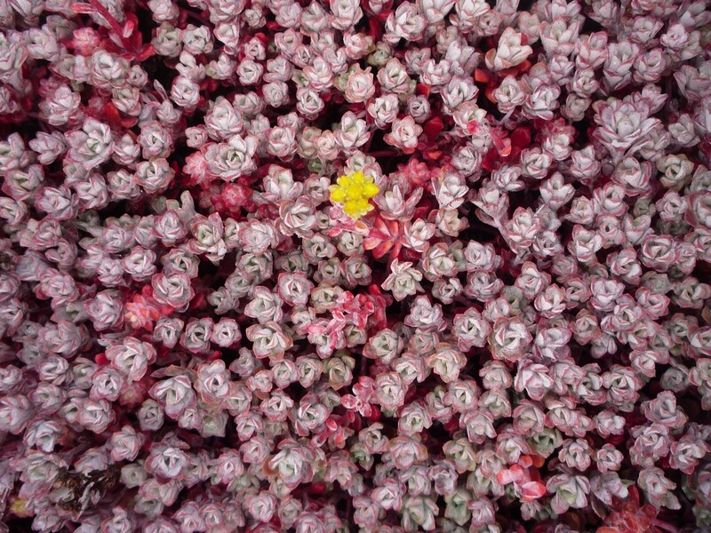 Sedum spathulifolium &#39;Carnea&#39;, Carnea Stonecrop