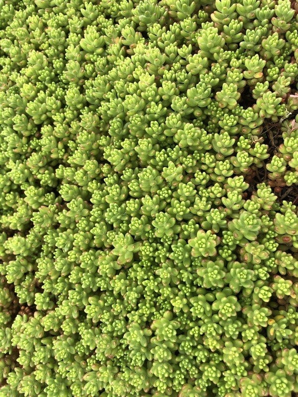 Sedum album &#39;Green Ice&#39;, Green Ice Stonecrop