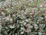 Sedum cauticola &#39;Lidakense&#39;, Lidakense Stonecrop