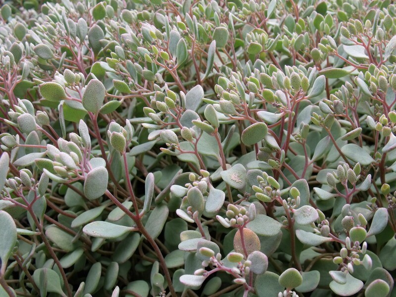 Sedum cauticola &#39;Lidakense&#39;, Lidakense Stonecrop